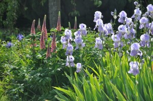 Mixed borders d’iris et de lupins