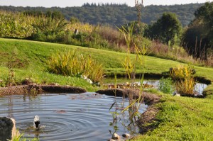 Bassins de vasques vives