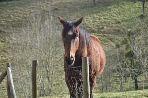 Tupamaro (et Perle surement pas loin derriere), nos chevaux