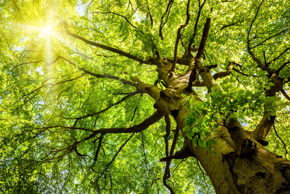 Communion et collaboration avec l'arbre