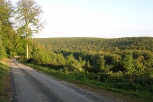 Forêt de Brotonne