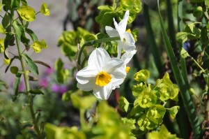 jonquilles et narcisses