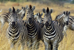 zebre