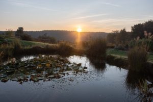 Méditation de pleine Conscience et émotions