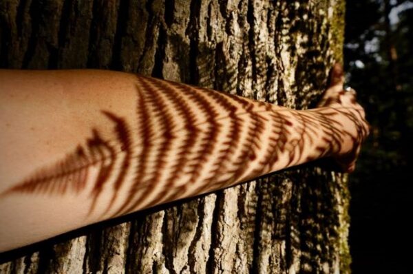 Communication avec les arbres au solstice d'été